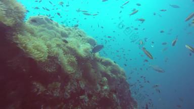 <strong>海洋</strong>潜水潜水水下色彩斑斓的热带珊瑚礁花园海景学校海鱼深<strong>海洋</strong>海海葵场软珊瑚水生共生<strong>生态</strong>系统天堂环礁湖背景